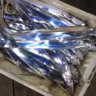 东海海钓大带鱼当天鲜发，合作船队全年海钓  全国顺丰次日达