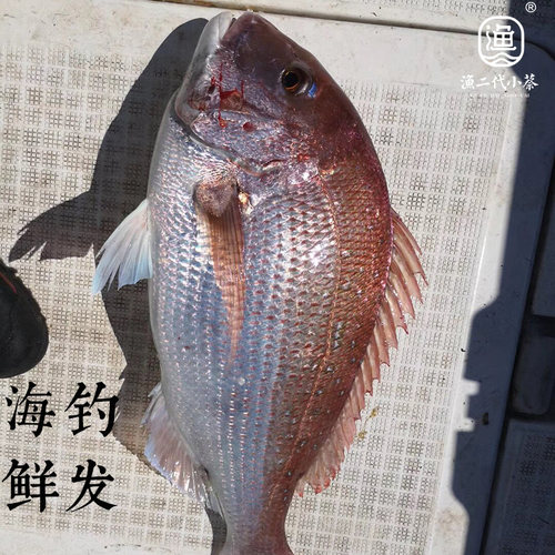 海钓新鲜真鲷鱼刺身级