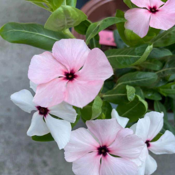 特色长春花天天开刺青系列带花苞发货原盆原土夏季耐晒阳台