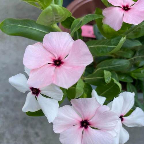 特色长春花天天开刺青系列带花苞发货原盆原土夏季耐晒阳台