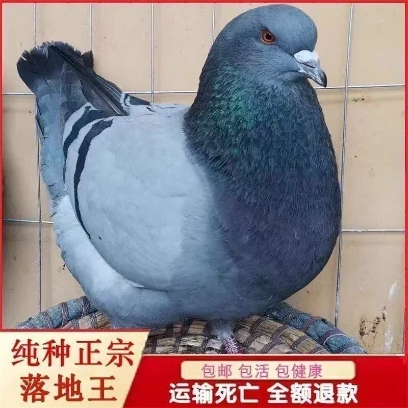 【肉鸽】落地王活物一对肉鸽落地王种鸽青年鸽子活体下蛋