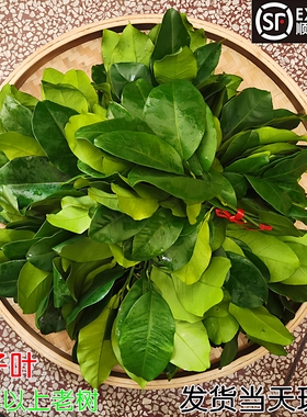 新鲜柚子叶现摘碌柚叶带枝30年老树叶子树叶乔迁新居沐浴青团洗澡