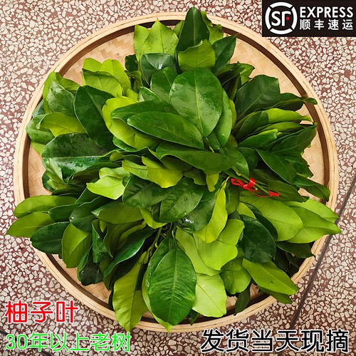现摘带枝新鲜柚子叶乔迁沐浴