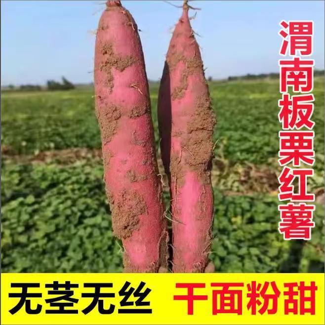农家自种红薯新鲜沙地板栗红薯