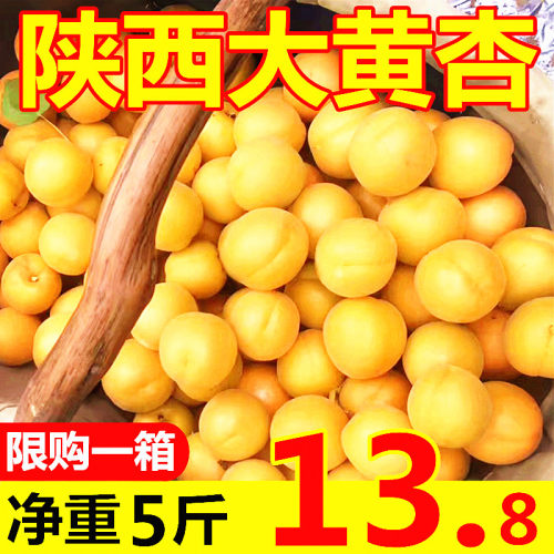 现摘陕西大黄杏5斤新鲜水果应当季整箱时令鲜杏孕妇酸甜杏子包邮