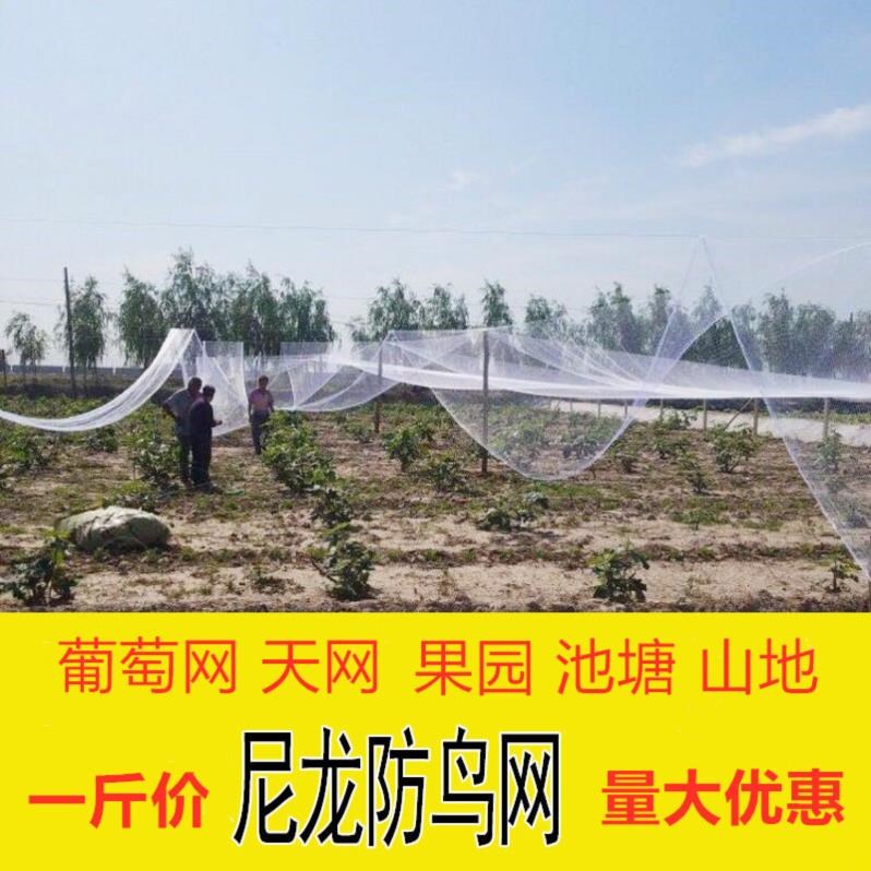 大棚防鸟网种菜养殖防雹网果园苹果树冰雹水果树防乌网白色尼龙网在类目 鲜花速递/花卉仿真/绿植园艺, 园艺用品, 其它园艺用品中 - 来自Buy2taobao.com提供专业的淘宝代购服务