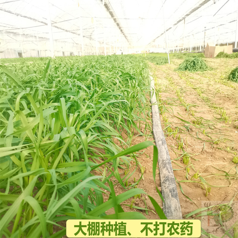 小麦草新鲜兔子草萌宠口粮