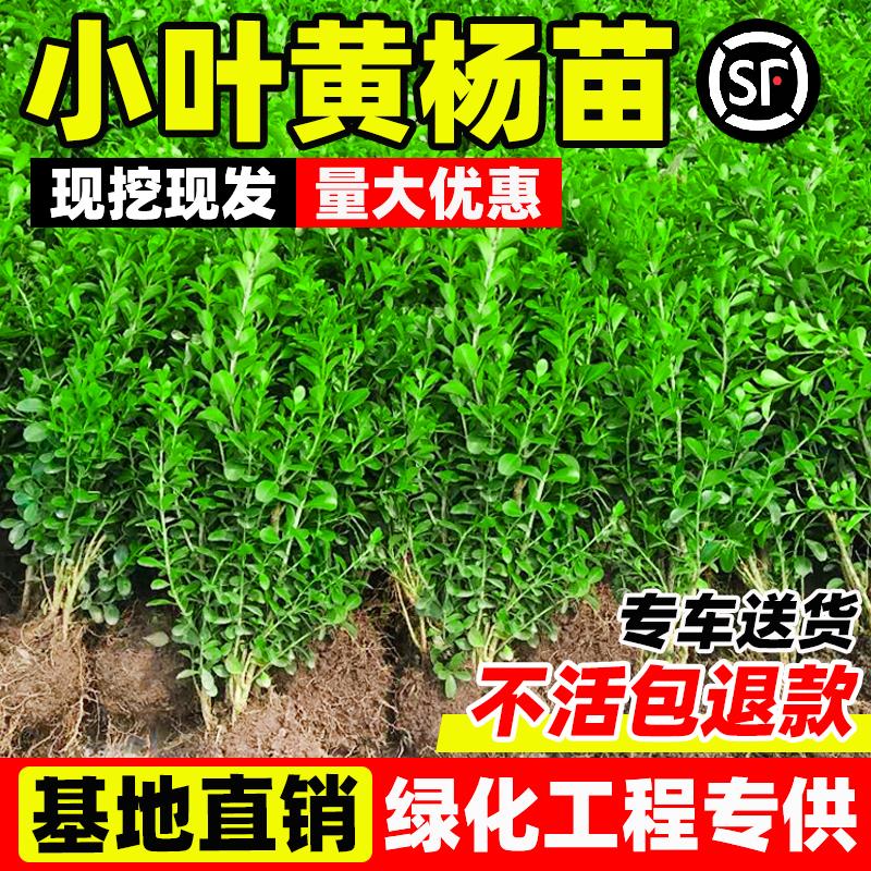 小叶黄杨树苗瓜子黄杨球苗庭院篱笆植物工程绿化苗绿篱苗冬青树苗