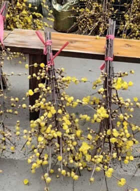 鲜切花重瓣素心腊梅水养鲜花枝条花卉植物室内好养泡水开花梅水培