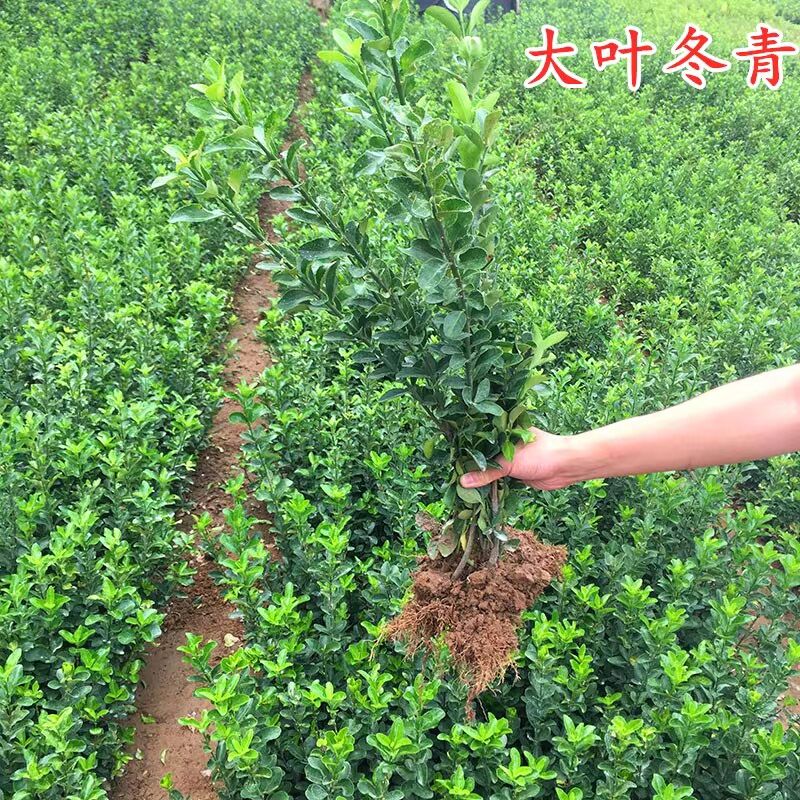 庭院围栏围墙绿篱笆墙丛生北海道黄杨树苗大叶冬青树苗四季常青绿
