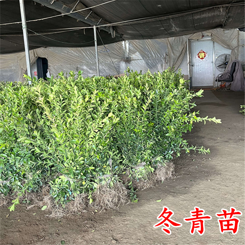 冬青绿篱北海道黄杨苗大叶黄杨耐热耐寒庭院围墙篱笆树苗四季青