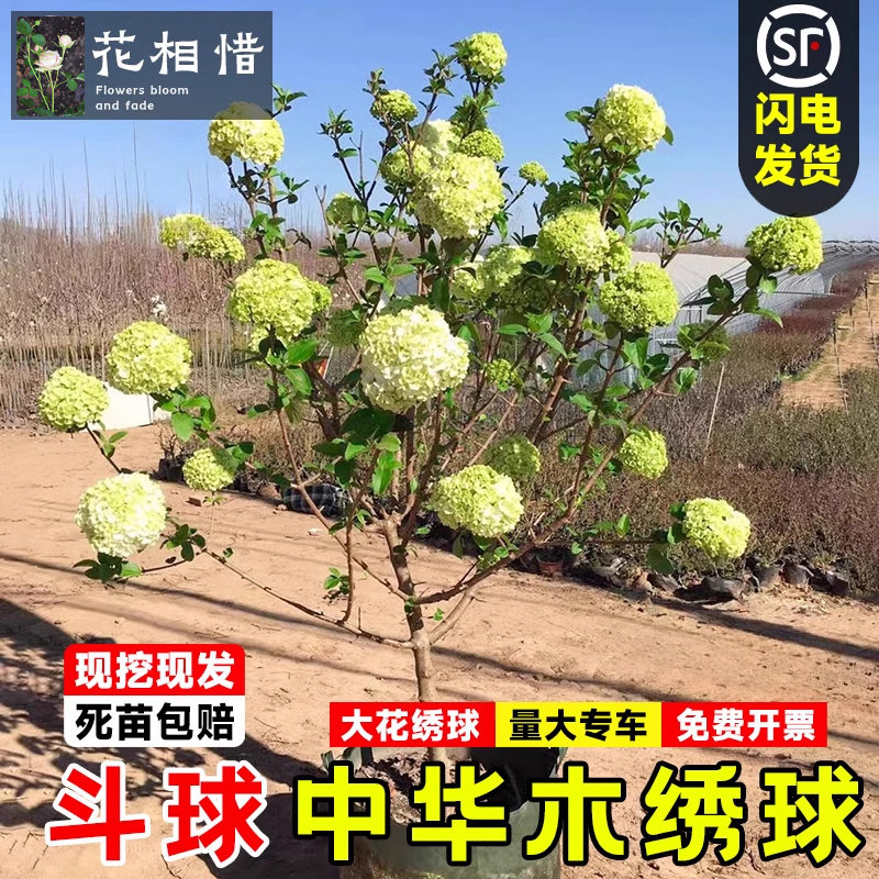 中华木绣球树苗大花斗球小苗庭院耐寒盆栽独杆风景树丛生木本绣球图片