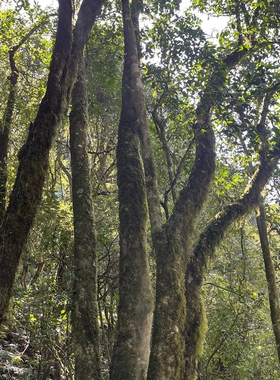 【春茶预售】2026年春千年野生晒红 100克 买一送一 古树茶