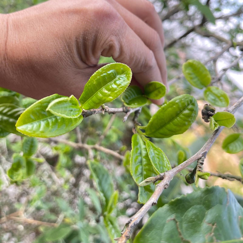 【头春预售】2024年春曼松春茶100克饼茶大树茶普洱生茶