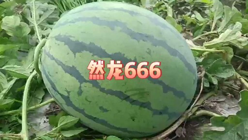 然龙666地雷类型西瓜种子约1000粒/罐