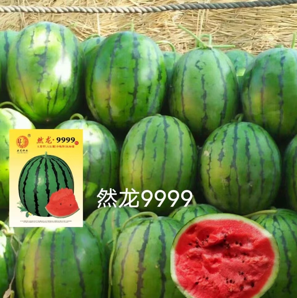 然龙9999西瓜种子60克约600粒左右地雷类型