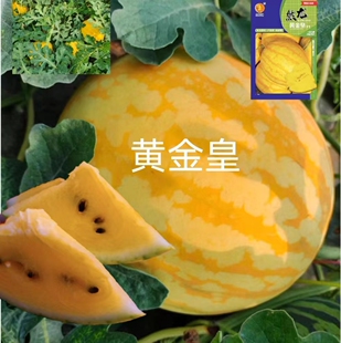 黄金皇西瓜种子约200粒/袋黄皮黄肉