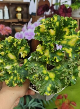 萤火虫狮子头吴风草一物一拍 回声森林 ins风网红室内植物