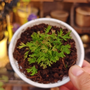 玫瑰流苏/粉蝶铁线蕨 回声森林 室内喜阴绿植盆栽新手简单好养