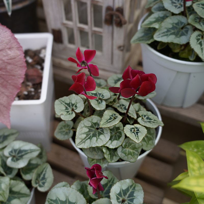 绅士红酒仙客来 回声森林 稀有ins风网红室内观叶植物