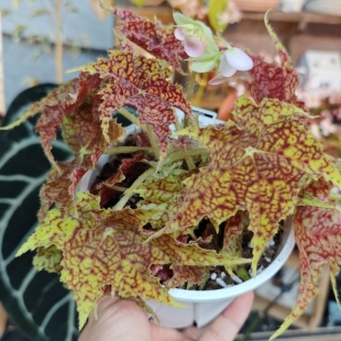 派大星秋海棠一物一拍 回声森林 小众稀有秋海棠