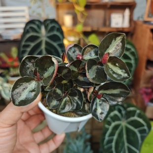 猫眼石椒草一物一拍 回声森林 小众稀有室内观叶植物