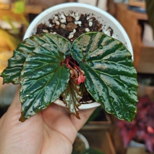 (闷养)蓝月光秋海棠一物一拍 回声森林 小众稀有室内观叶植物