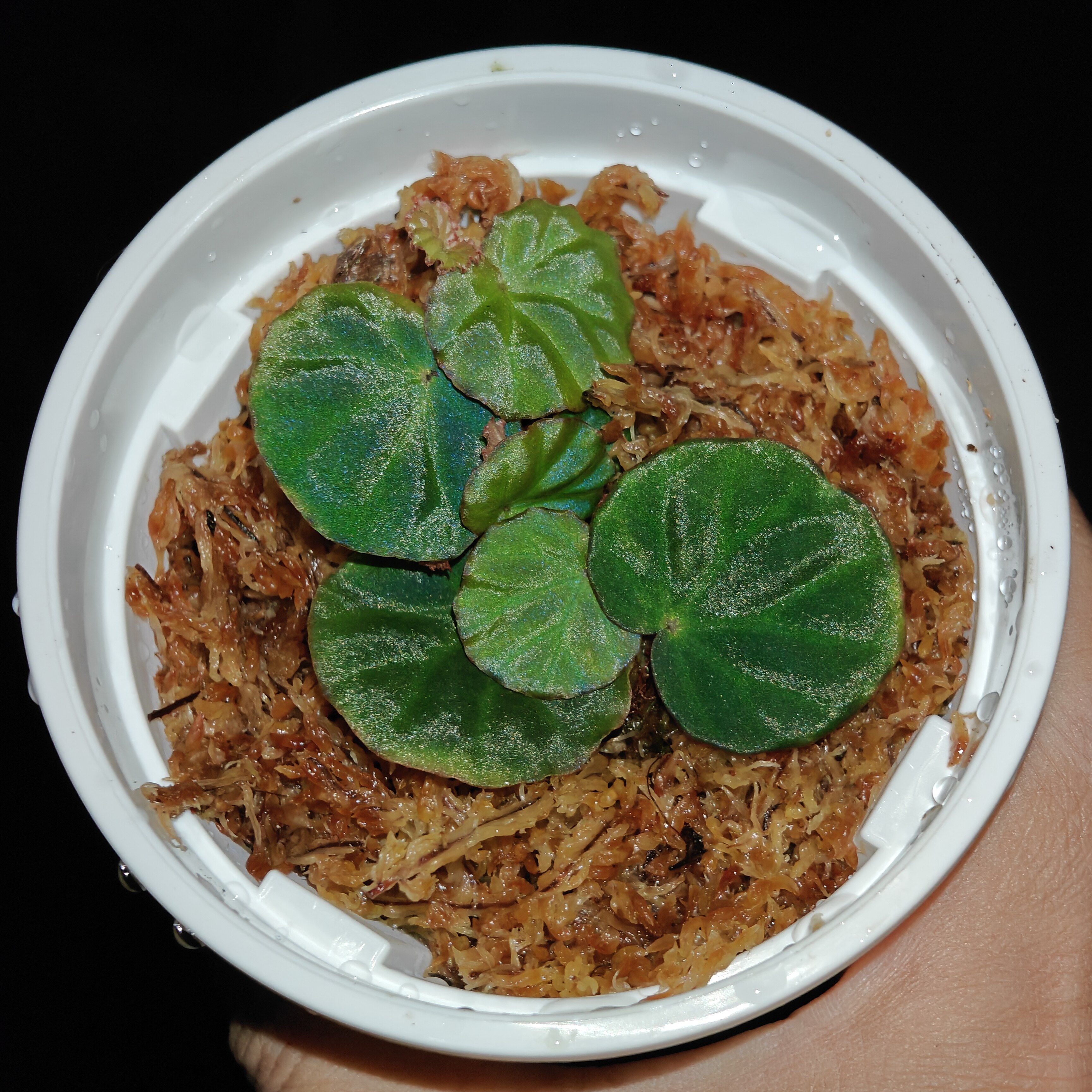 大叶地衣状/蓝爬秋海棠(闷养) 回声森林 稀有新品网红室内植物