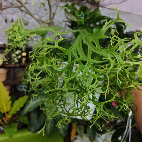 麋鹿蕨一物一拍 回声森林 ins风网红室内植物