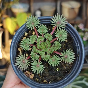 棕榈叶酢浆草一物一拍 回声森林 稀有小众室内观叶植物