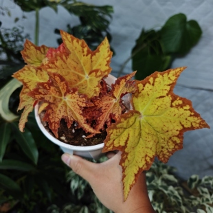 枫之谷秋海棠一物一拍 回声森林 ins风网红室内观叶植物