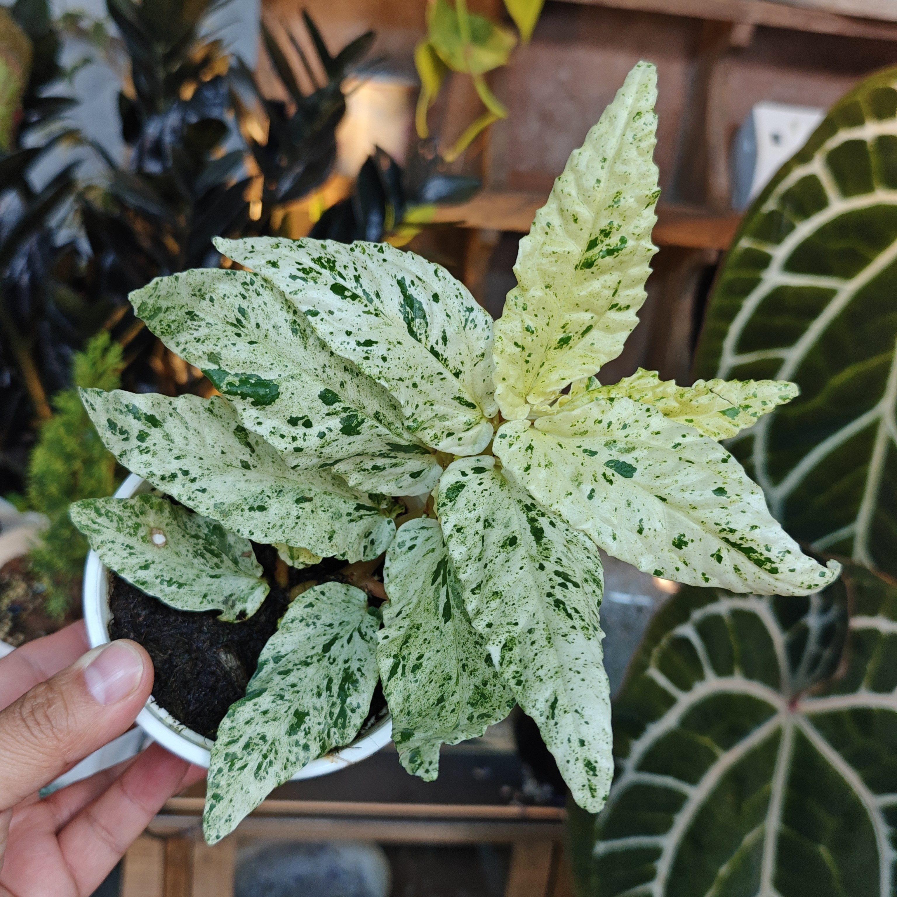 超白吐烟花锦 回声森林 稀有新品ins风网红室内植物,鲜花速递/花卉仿真/绿植园艺,绿植,淘宝优惠券,粉丝福利购,淘宝优惠卷