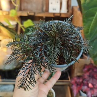 二回羽裂秋海棠一物一拍 回声森林 小众稀有室内观叶植物