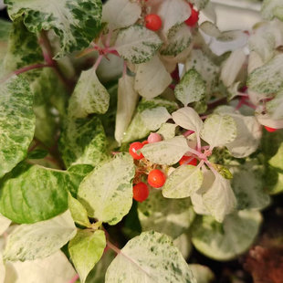 花叶红玉数珠珊瑚 回声森林 稀有新品ins风网红室内植物