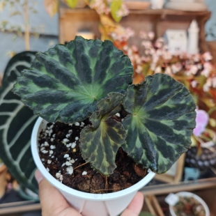 银纹/红绒/鹿寨秋海棠一物一拍 回声森林 小众稀有室内观叶植物