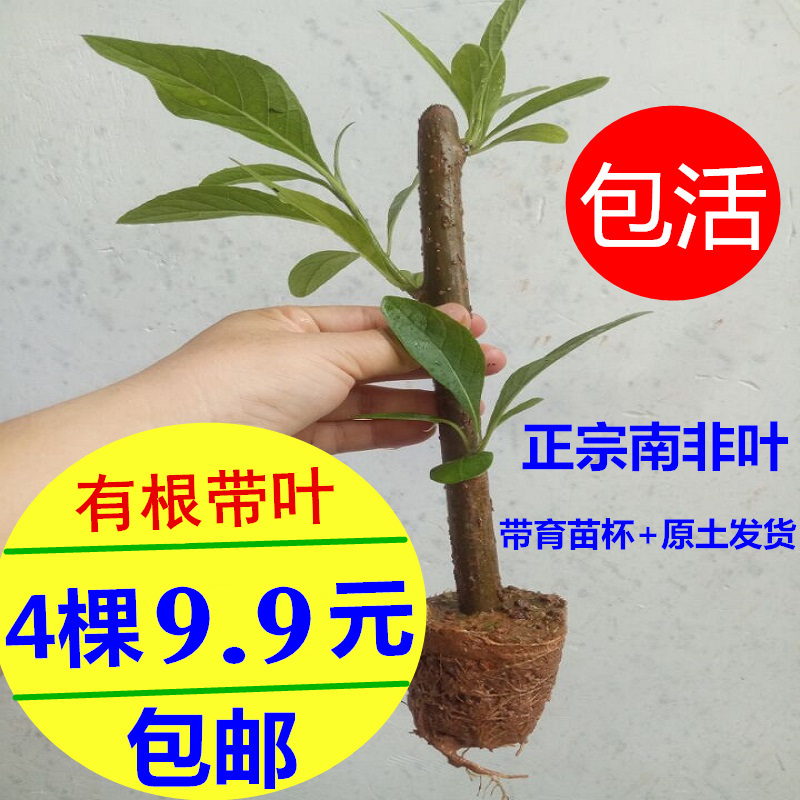 正宗南非叶树苗斑鸠叶将军叶干阳台花卉小盆栽绿植室内办公室好养-封面