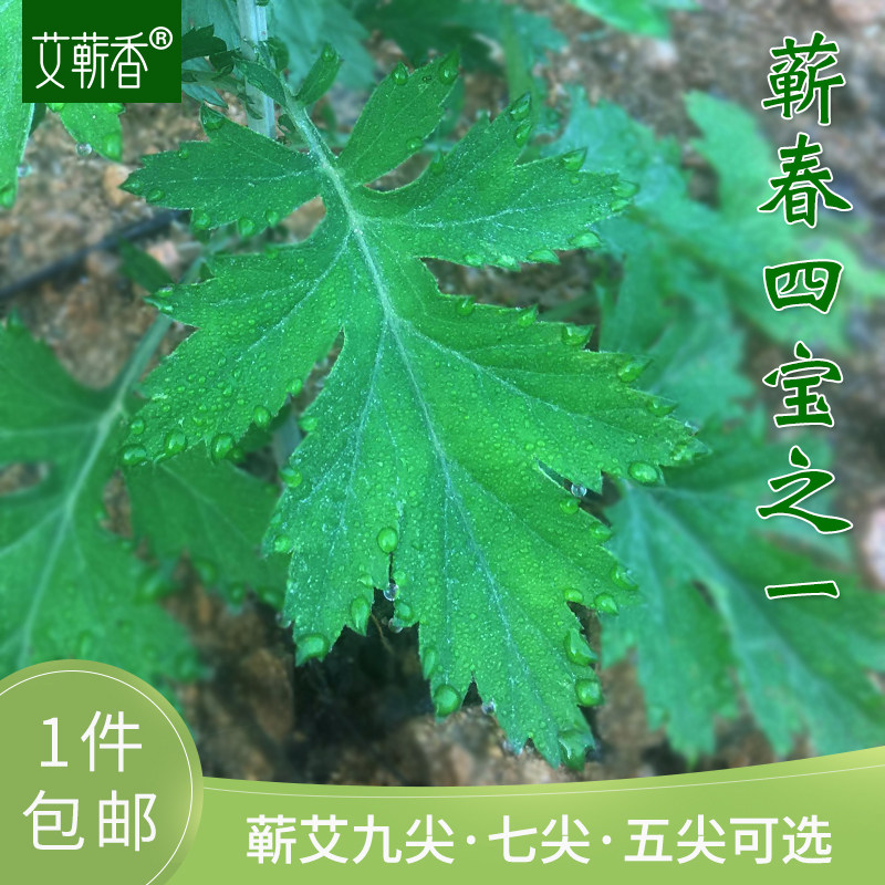 九尖五尖蕲艾根苗野生艾草种植种子驱蚊植物艾蒿艾叶种籽新鲜药用