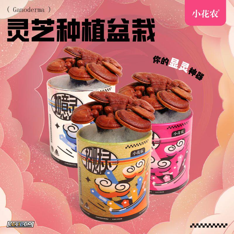 灵芝种植小盆栽发财桃花如意图片