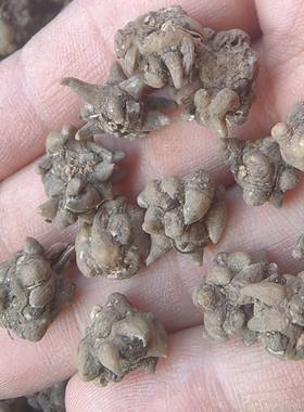新品猫爪草500克中药材野生