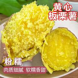 农家自种新鲜现挖黄心板栗红薯软糯香甜番薯5斤/9斤