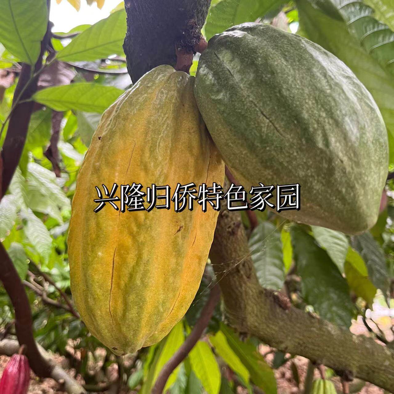 现摘新鲜可可果巧克力果原料装饰