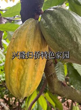 现摘新鲜可可果海南原产热带可可鲜果原豆果实巧克力果原料装饰