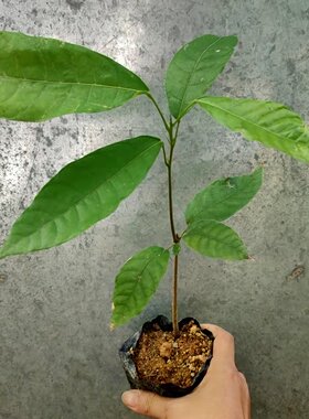 海南可可果苗热带作物黑巧力苗1年苗巧克力苗