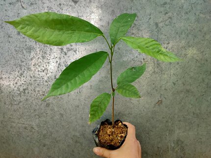 海南可可果苗热带作物黑巧力苗1年苗巧克力苗