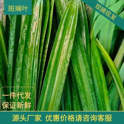 【广西/海南双仓发货】泡沫箱加冰斑斓叶新鲜食用香兰班兰叶