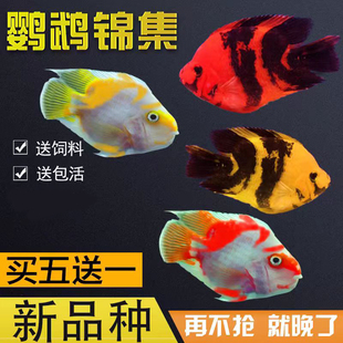 热带观赏鱼淡水鱼发财鱼红白鹦鹉鱼活鱼招财黑红黄斑马活体