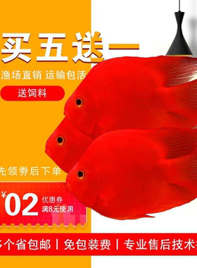 血红鹦鹉活体鱼热带观赏鱼黄鹦鹉鱼梅花发财鱼淡水红元宝财神鱼