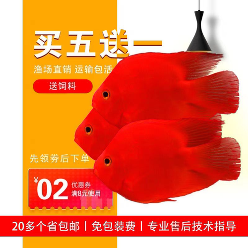 血红鹦鹉活体鱼热带观赏鱼黄鹦鹉鱼梅花发财鱼淡水红元宝财神鱼