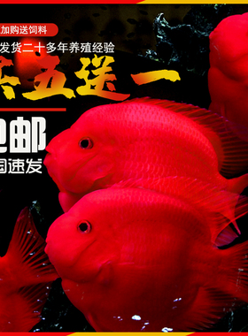 血红鹦鹉鱼活体发财鱼红财神黄金龙鱼银龙鱼热带观赏鱼