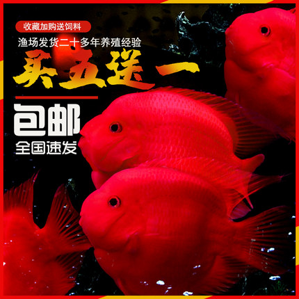血红鹦鹉鱼活体发财鱼红财神黄金龙鱼银龙鱼热带观赏鱼